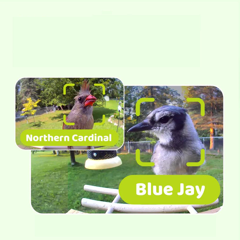 Mangeoire connectée Ebony Lite avec caméra IA Birdfy – Birdfy